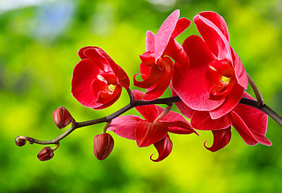 Fototapeta červená orchidej 24762