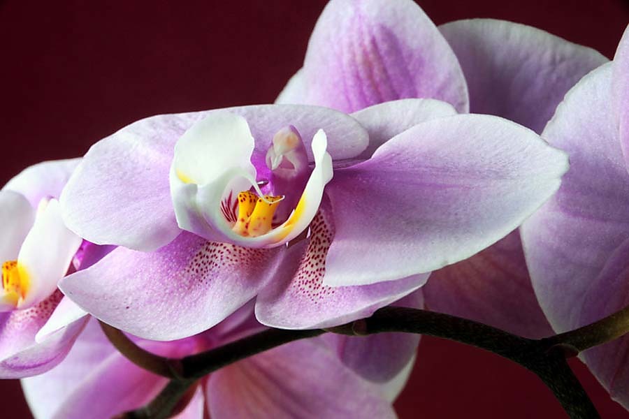 Fototapeta - Orchideje detail 18538
