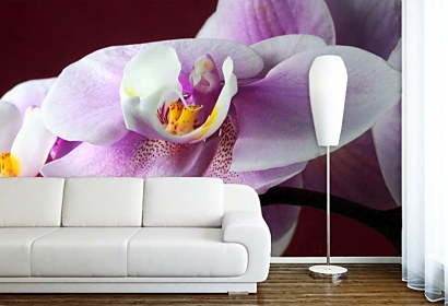 fototapety - orchidea