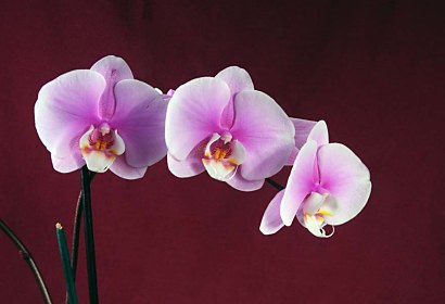 Fototapeta Beautiful Orchid 18533