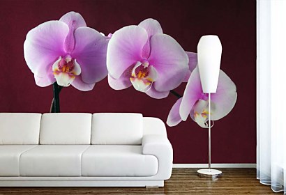 fototapety - orchid
