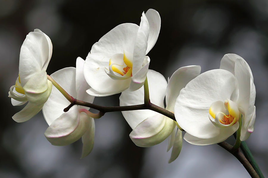 Fototapeta - Bílá orchidej 18623
