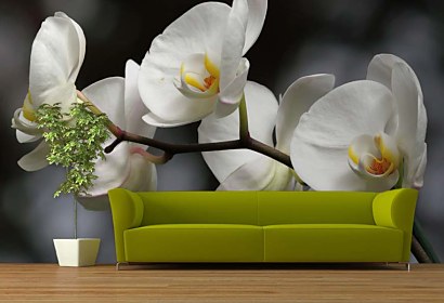 biela orchidea na tapetách