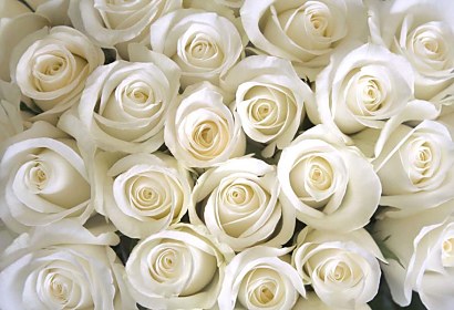 Fototapeta - Bílé růže 266