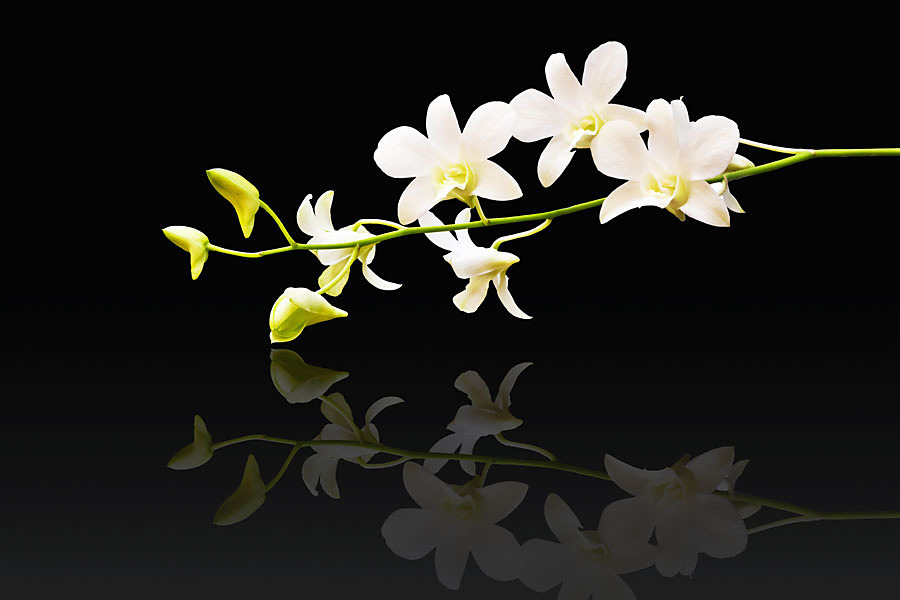 Fototapeta White Orchid in bloom 18582