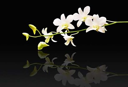 Fototapeta White Orchid in bloom 18582