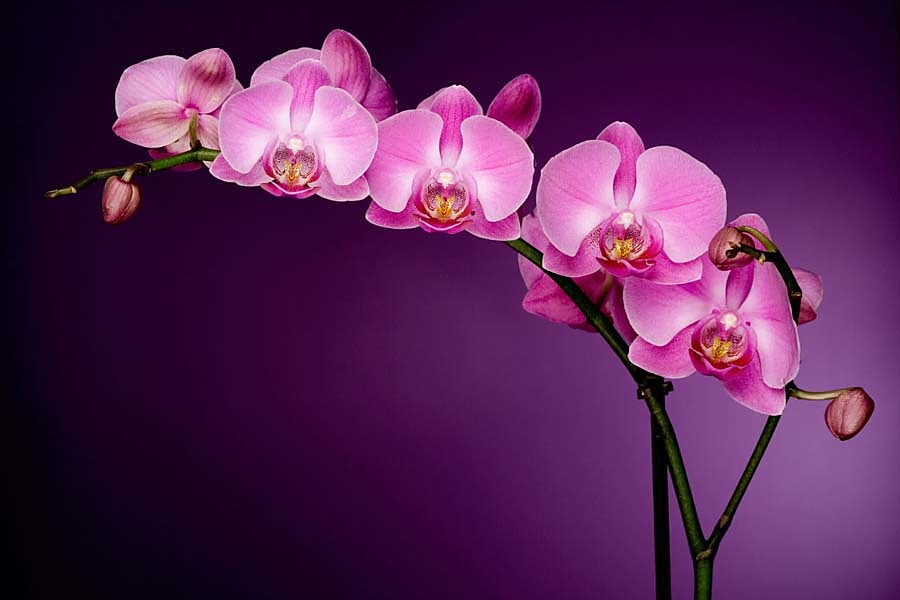Fototapeta - Fialová orchidej 85