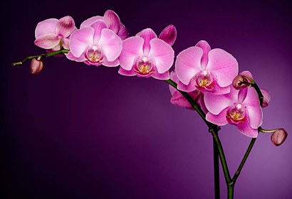 Fototapeta - Fialová orchidej 85