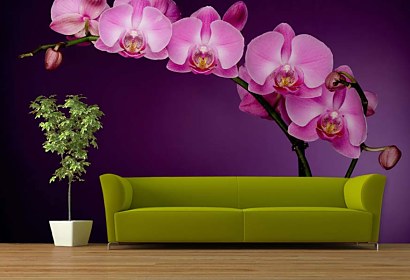 fialová orchidea - fototapeta