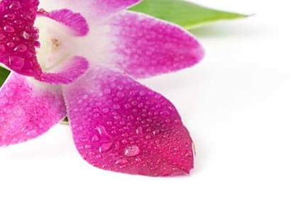 Cyklámenová samolepiaca tapeta Kvet Orchidea