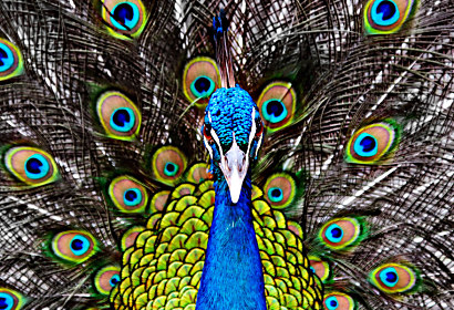 Fototapeta Peacock 357