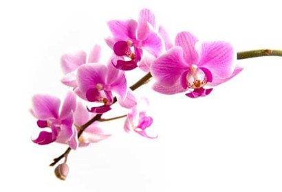 Fototapeta - Exotická Orchidej 99