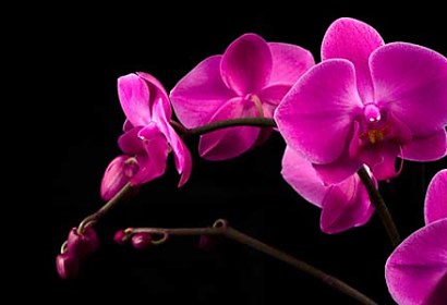 Fototapeta - Lovely Orchid 18499