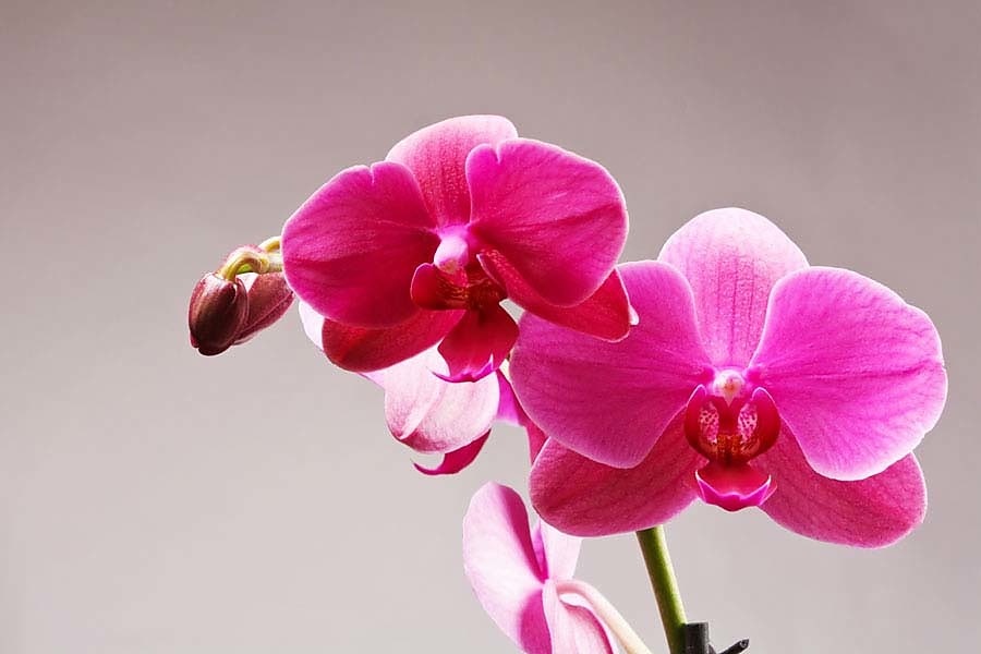Fototapeta Pink Orchid 3146