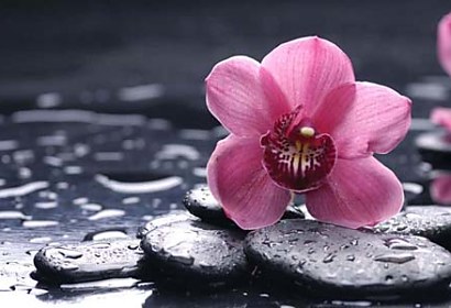 ružový kvet na kameni - samolepiaca  tapeta