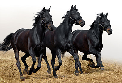 Fototapeta Black Horses 116