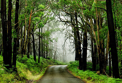 Fototapeta - Stromy při lesní cestě 3252