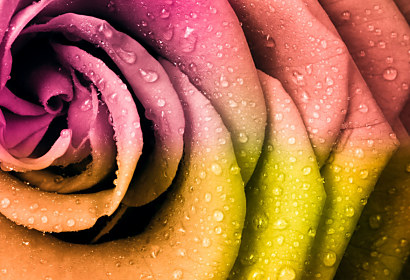 Fototapeta Rose Flowers Style 90