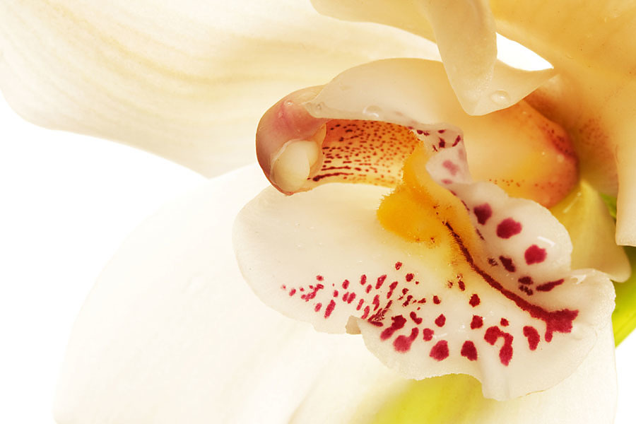 Fototapeta Oranžová orchidej 3138
