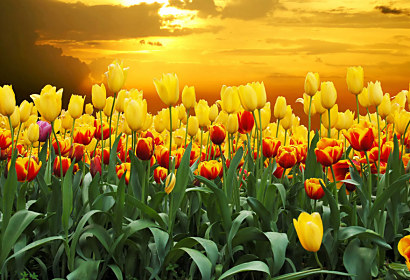 Fototapeta - Tulipány při západu slunce 98