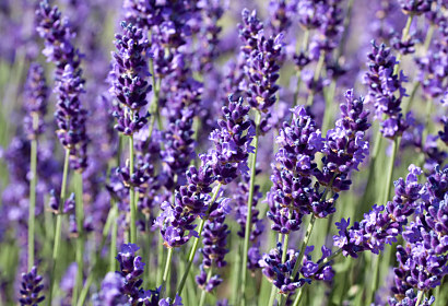 Fototapeta Lavender Field 18564