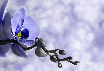 Fototapeta zástěna - Krásna orchidej 6375