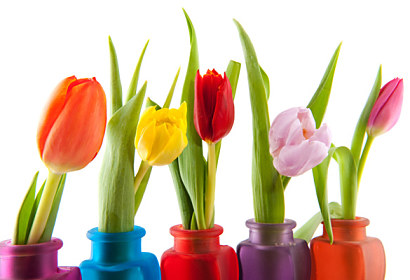 Fototapeta zástěna - Barvy tulipánov 6338