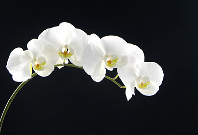 Fototapeta za kuchyňskou linku - Bílá orchidej 18547