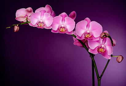 Fototapeta zástěna - Fialová orchidej 85