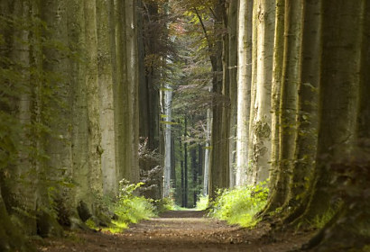 Fototapeta Nature pathway forest 1724