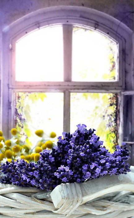 Fototapeta Vintage lavender window 33168336