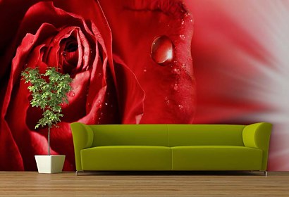 fototapeta - romantic rose