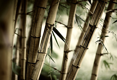 Fototapeta zástěna - Bambusový les 3257