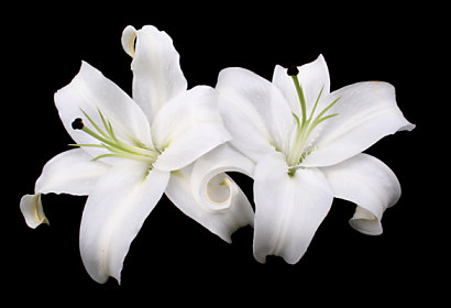 Fototapeta zástěna - Motiv s bílými květy 5362