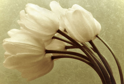 Fototapeta zástěna - Bílé tulipány 345