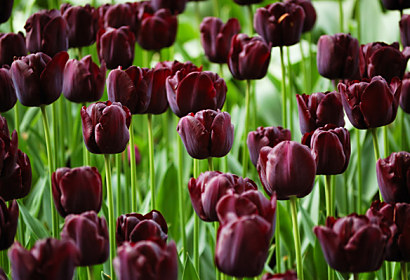 Fototapeta zástěna - Purpurové tulipány 3136