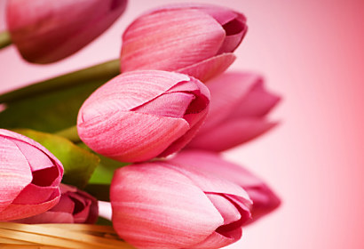Fototapeta zástěna - Růžové tulipány kytice 3143