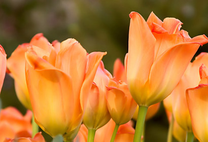 Fototapeta zástěna - Holandské tulipány 5418