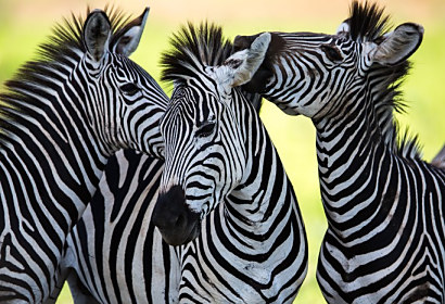 Fototapeta Zebras kissing and huddling ft-48214910