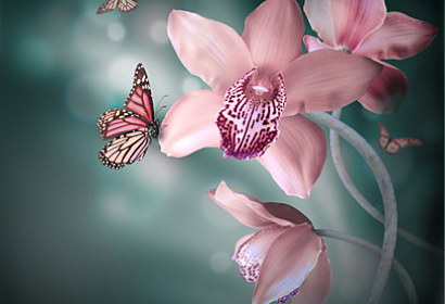 Fototapeta zástěna - Květy s motýly 4677