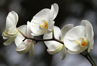 Fototapeta - Zástěna Bílá orchidej 18623