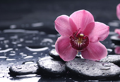 Fototapeta zástěna - Růžový květ na kameni 3144