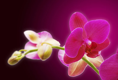 Fototapeta - Zástěna cyklámenová orchidej 18605
