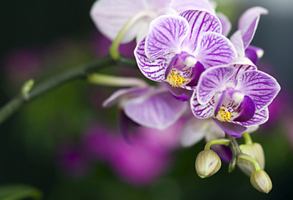 Fototapeta na zástěnu - Fialová orchidej 18590
