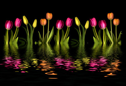 Fototapeta zástěna - Barevné tulipány black 3147