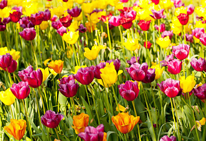 Fototapeta - Zástěna Barevné tulipány mix 18633