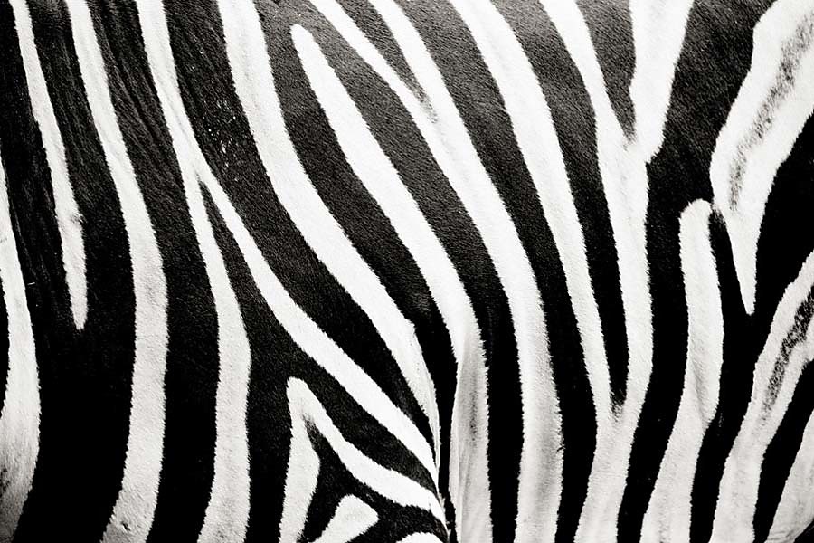 Fototapeta - Vzor Zebra pruhy 123